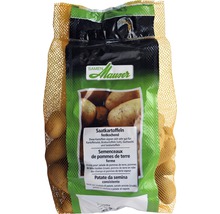 Saatkartoffel Pflanzkartoffel Charlotte 2.5 kg