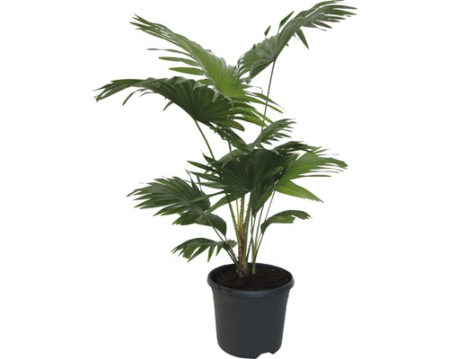 Palmier Livistona rotundifolia FloraSelf H 80 cm pot de 21 cm