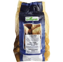 Plant de pommes de terre pommes de terre à planter Bintje 2.5 kg