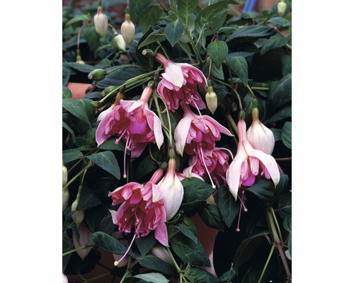 Fuchsienblüten mit grünen Blättern