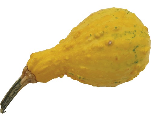 Courge décorative