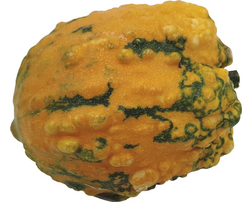 Courge d''ornement à surface bosselée