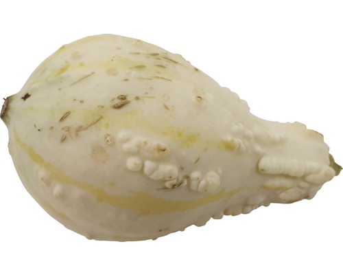 Courge décorative