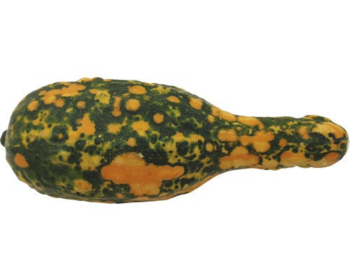 Courge décorative avec une surface mouchetée