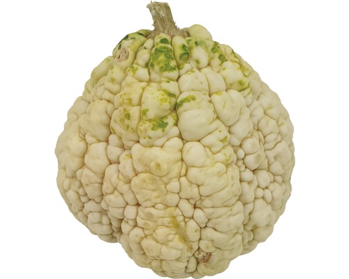 Courge comestible à surface verruqueuse