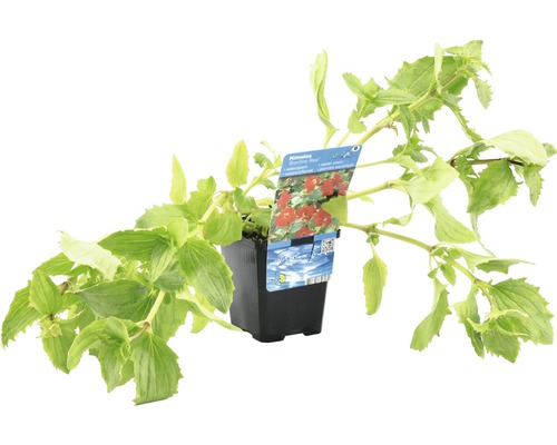 Mimulus Dynamite Red en pot