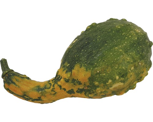 Courge décorative