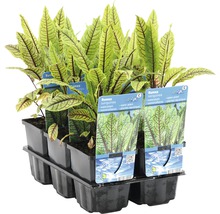 Barquette de plantes aquatiques Rumex sanguineus