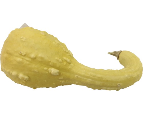 Courge ornementale jaune