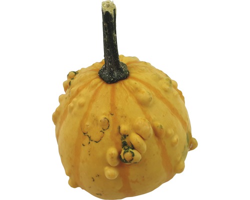 Courge décorative avec tige