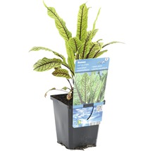Oseille sanguine en pot, une plante aquatique pour aquariums