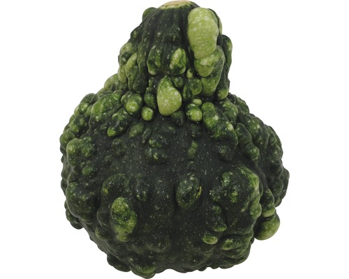 Courge décorative à surface irrégulière