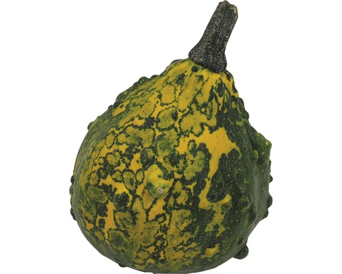Courge décorative à motifs jaune-vert