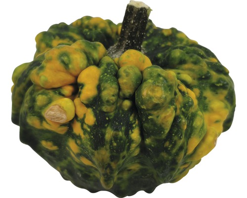 Courge ornementale avec une surface irrégulière