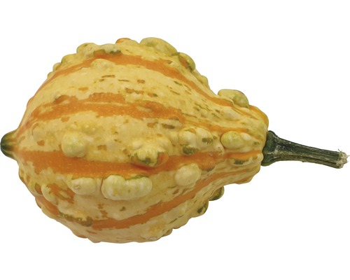 Courge décorative à rayures