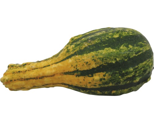 Courge décorative