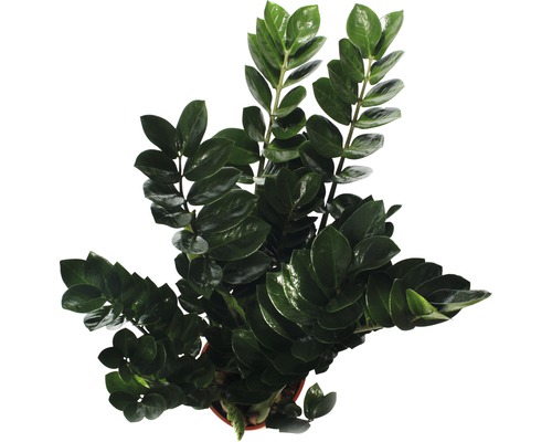 Zamioculcas Zimmerpflanze im Topf