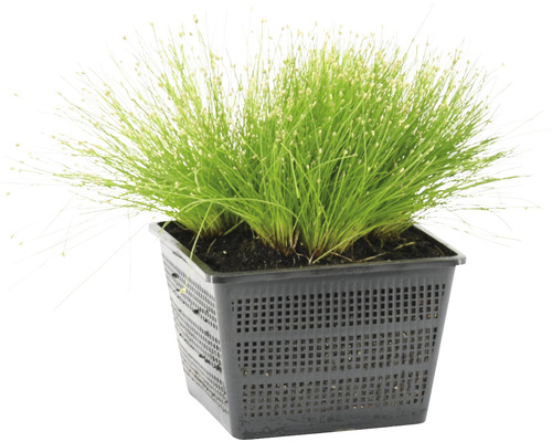 Plant de jonc en pot