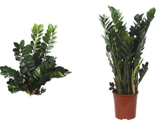 Zamioculcas Zimmerpflanze im Topf