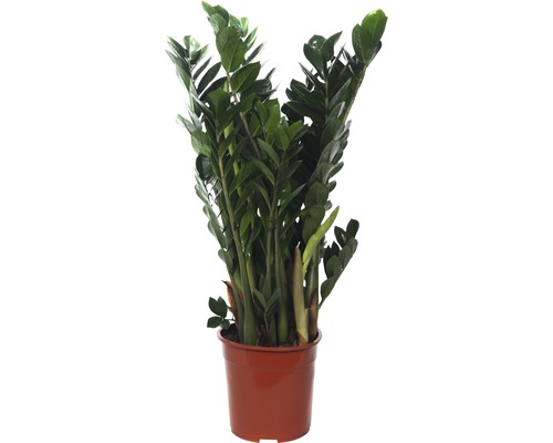 Glücksfeder FloraSelf Zamioculcas zamiifolia H 95-105 cm Ø 24 cm Topf buschig
