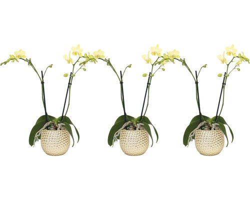 Schmetterlingsorchidee FloraSelf Phalaenopsis-Cultivars Multiflora H 35-45 cm Ø 10,5 cm Topf
