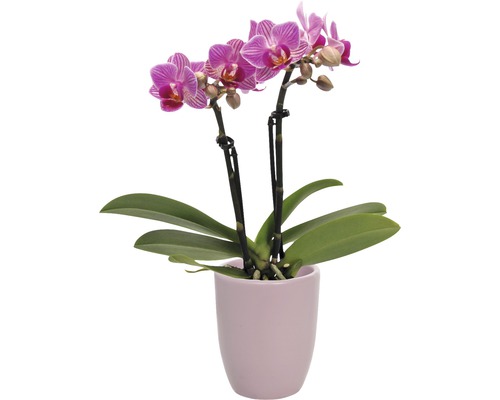 Orchidée papillon FloraSelf Phalaenopsis-Cultivars 'Little Lady' H 17-25 cm pot Ø 7 cm