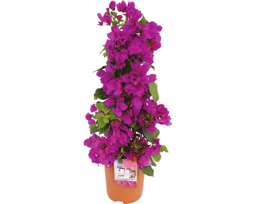 Bougainvillea en pyramide FloraSelf Bougainvillea sanderare pot Ø 19 cm