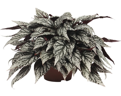Bégonia royal FloraSelf Begonia rex 'Jolly Silver' H 25-30 cm Ø 13 cm pot
