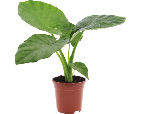 Alocasia macrorrhizos, oreille d'éléphant FloraSelf Alocasia macrorrhizos H 60-70 cm pot Ø 17 cm