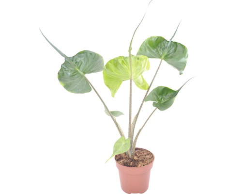 Riesenblättriges Pfeilblatt FloraSelf Alocasia macrorrhizos 'Stingray' H 40-55 cm Ø 20 cm Topf