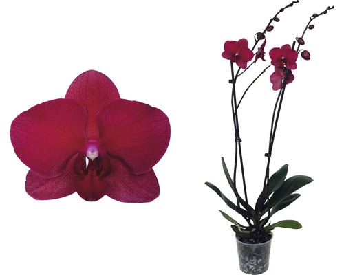 Schmetterlingsorchidee FloraSelf Phalaenopsis-Cultivars 'Sarasto' H 55-60 cm Ø 12 cm Topf 2 Rispen
