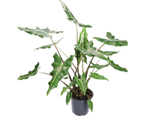 Pfeilblatt FloraSelf Alocasia zebrina 'Sarian' H 100-110 cm Ø 21 cm Topf