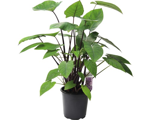 Quequisque, Xanthosoma, Tannia FloraSelf Xanthosoma sagittifolium 'Jungle Bush' H 75-85 cm pot Ø 21 cm