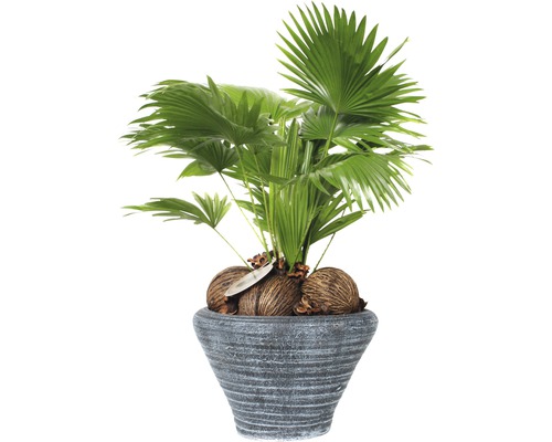 Palmier éventail, Livistona à feuilles rondes FloraSelf Livistona rotundifolia H 60-70 cm pot de Ø 26 cm