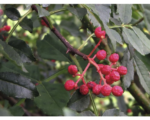 Branche avec feuilles et poivre du Sichuan