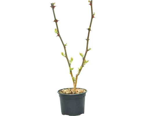 Arbuste épineux dans un pot