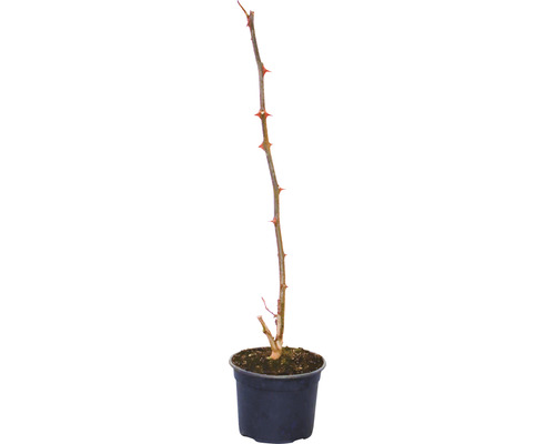 Tige de rose épineuse dans un pot