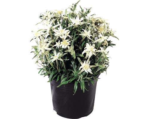 Edelweiss FloraSelf Leontopodium souliei H 5-20 cm Co 3 L