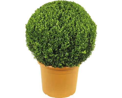 Buis boule FloraSelf Buxus sempervirens diamètre env. 50 cm Co 15 l