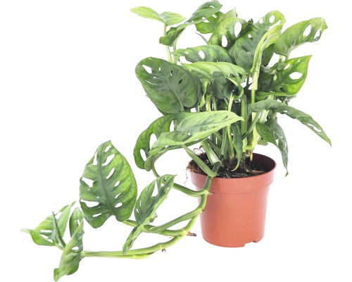 Löchriges Fensterblatt FloraSelf Monstera adansonii H 25-35 cm Ø 12 cm Topf Monstera Pflanze im Topf