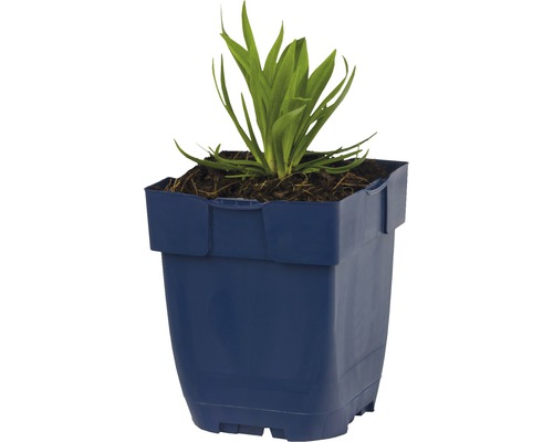Plante dans un pot en plastique