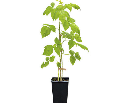 Plant de framboise en pot