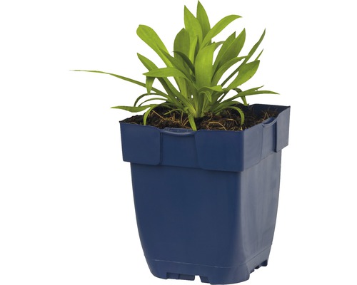 Jeune plant en pot