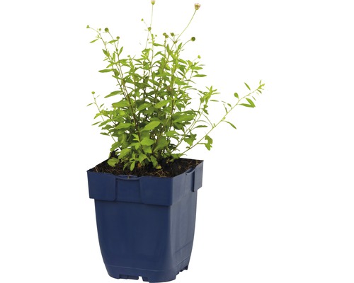 Plante en pot Rudbeckia triloba en pot