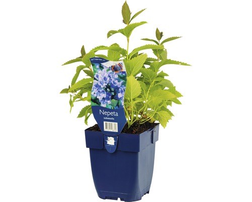 Herbe aux chats FloraSelf Nepeta subsessilis h 5-120 cm Co 0,5 l