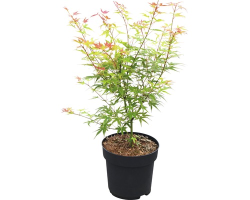 Japanischer Ahorn im Topf