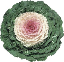 Zierkohl 'Brassica oleracea' 12er Topf