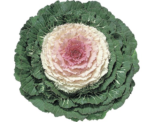 Chou d'ornement 'Brassica oleracea' pot de 12 cm