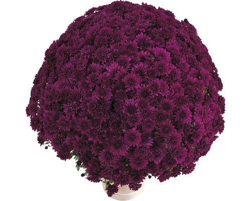 Chrysanthème 'Chrysanthemum spec.' mauve pot de 12 cm