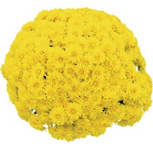 Chrysantheme 'Chrysanthemum spec.' gelb 12er Topf